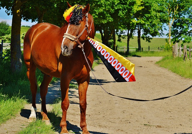 持队友科怀 持队友科怀